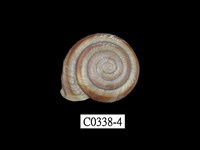 藏品(班卡拉蝸牛)的圖片